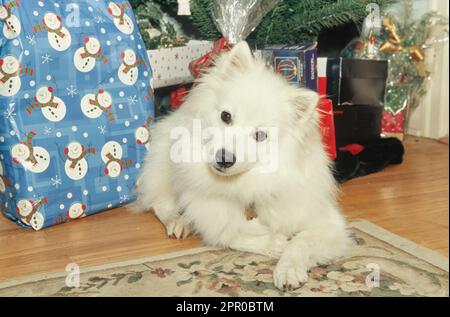 Chien esquimau américain posé à l'intérieur à côté des cadeaux de vacances sous l'arbre de Noël avec la tête inclinée Banque D'Images