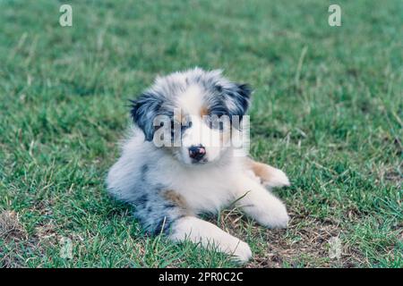 Chiot Berger australien allongé dans l'herbe Banque D'Images