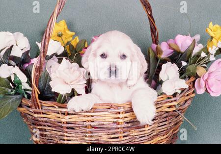 Jeune américain Cocker Spaniel assis dans un panier avec des fleurs devant le mur vert Banque D'Images