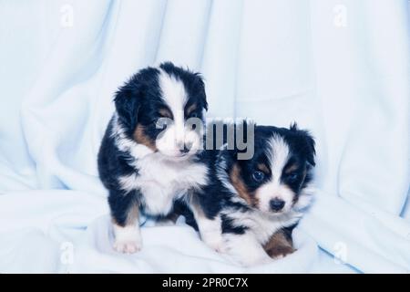 Chiots de berger australien mignons assis sur une couverture blanche Banque D'Images