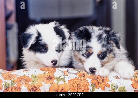 Deux adorables chiots de berger australien assis sur une couverture florale orange Banque D'Images