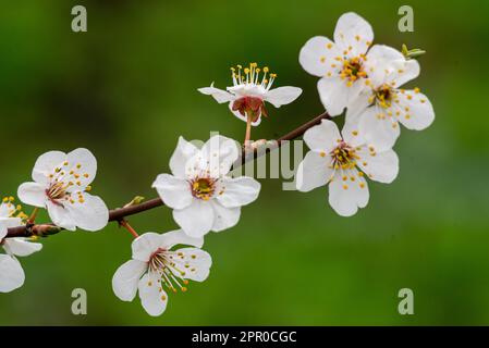 Beaux prunes de printemps fleurs branches de fleurs blanches douce aérées flou vert fond arbre de jardin gros plan bannière vert feuilles foc sélectif Banque D'Images