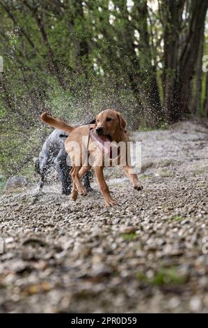 Un chiot Labrador doré humide avec un jouet factice dans la bouche qui coule sur la rive et qui éclabousse des gouttelettes d'eau tout autour d'elle. Banque D'Images