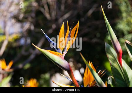 Oiseau de paradis plante, Crane Lily, Strelitzia reginae fleurs à Gibraltar. Le territoire britannique d'outre-mer de Gibraltar, le Rocher de Gibraltar sur le Banque D'Images