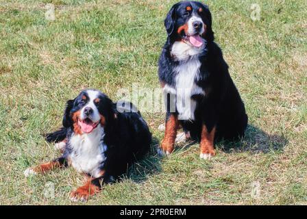 Deux chiens de montagne bernois dans le champ Banque D'Images