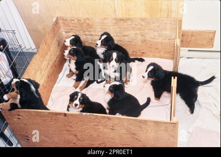 Boîte de chiots Bernois Mountain Dog Banque D'Images