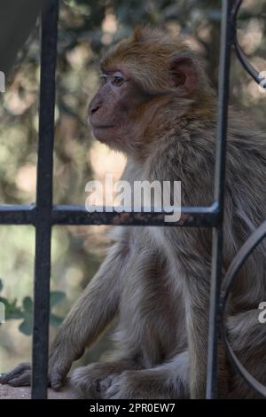 Macaque de Barbarie, Ouzoud, Maroc Banque D'Images