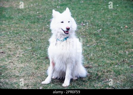 Samoyed assis dans l'herbe Banque D'Images