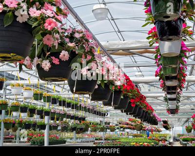 Accrocher les paniers de fleurs impatiens dans une serre Banque D'Images