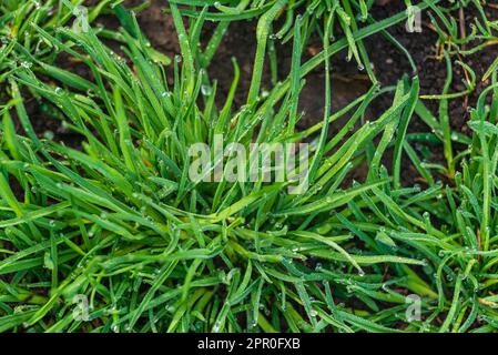 Elytrigia. Arrière-plan herbacé de juteux haut vert de l'herbe de canapé gros plan. Jeune herbe fraîche et vive Elymus repens belle texture de fines herbes, printemps. WA Banque D'Images