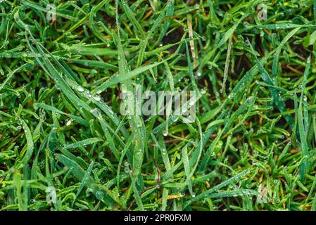 Elytrigia. Arrière-plan herbacé de juteux haut vert de l'herbe de canapé gros plan. Jeune herbe fraîche et vive Elymus repens belle texture de fines herbes, printemps. WA Banque D'Images