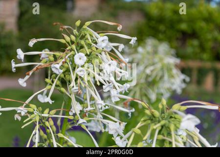 Gros plan d'une fleur blanche sur une plante de tabac (nicotiana) Banque D'Images