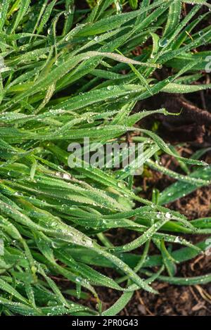 Elytrigia. Arrière-plan herbacé de juteux haut vert de l'herbe de canapé gros plan. Jeune herbe fraîche et vive Elymus repens belle texture de fines herbes, printemps. WA Banque D'Images