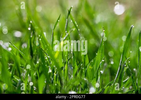 Elytrigia. Arrière-plan herbacé de juteux haut vert de l'herbe de canapé gros plan. Jeune herbe fraîche et vive Elymus repens belle texture de fines herbes, printemps. WA Banque D'Images