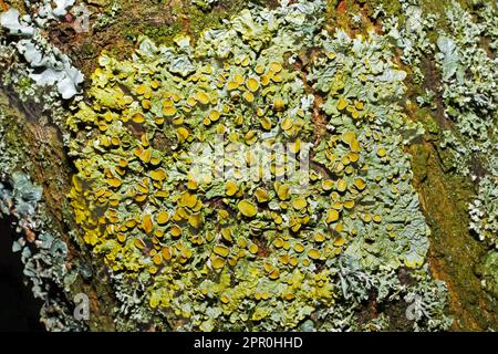 Xanthoria parietina (lichen orange commun) se trouve sur les rochers de la mer et sur les roches intérieures ou l'écorce d'arbre. C'est une espèce cosmopolite. Banque D'Images