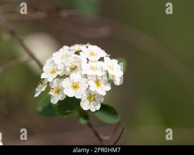 Détail de fleurs de spirée fraîchement fleuries Banque D'Images