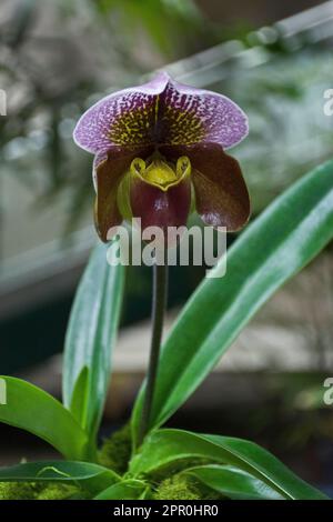 Fleur d'orchidée à lamelles multicolores aux pétales bordeaux en automne Banque D'Images