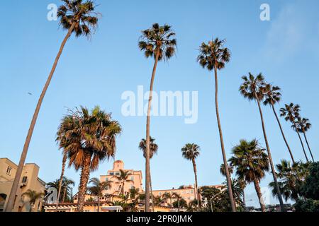 Mexican Fan Palms contre un ciel bleu au parc Ellen Browning Scripps à la Jolla, Californie. Banque D'Images