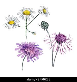 Ensemble d'illustrations aquarelles de korostavnik, de fleur de maïs et de camomille Banque D'Images