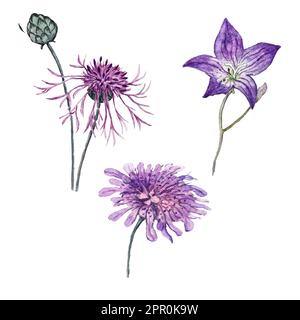 Ensemble d'illustrations aquarelles de korostavnik, de fleur de maïs et de fleur de bleuet Banque D'Images