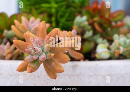 Des succulents multicolores dans une casserole dans le jardin en gros plan Banque D'Images