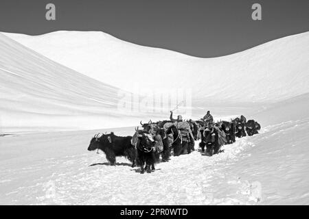 Un Drokpa avec un troupeau de yak chargé de sel traverse le col de Lar GEH près du lac Namtso - Tibet Banque D'Images