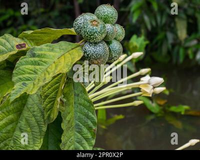 Genipa americana est une espèce d'arbres de la famille des Rubiaceae. Natif des forêts tropicales. Autres noms; Colombie: jagua, caruto, huito; Brésil: j Banque D'Images