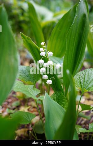 Lily de la vallée (convallaria majalis) fleur blanche fraîche et délicate parmi les feuilles vertes dans un jardin au printemps Banque D'Images