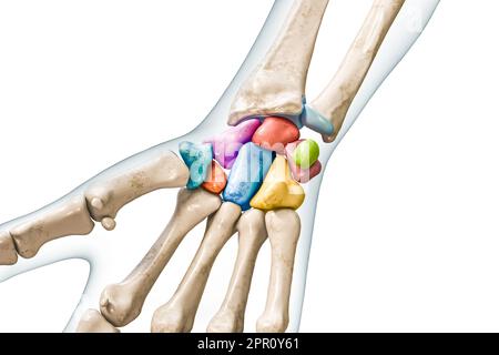 OS carpien marqué de couleurs avec corps 3D illustration de rendu isolée sur blanc avec espace de copie. Squelette humain, anatomie des mains et des poignets, médical Banque D'Images