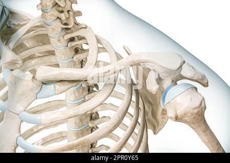 Clavicule ou clavicule gros plan avec l'illustration de rendu corps 3D isolée sur blanc avec espace de copie. Squelette humain et anatomie de la ceinture d'épaule Banque D'Images