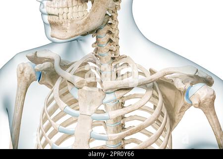 Clavicule ou clavicule avec contours de corps 3D illustration de rendu isolée sur blanc avec espace de copie. Squelette humain et anatomie de l'épaule, médique Banque D'Images