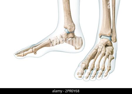 Pieds et chevilles avec contours du corps 3D rendu de l'illustration isolée sur blanc avec espace de copie. Squelette humain et anatomie du pied, schéma médical, Banque D'Images