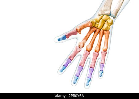 Os groupes de la main et des doigts étiquetés avec des couleurs avec corps 3D illustration de rendu isolée sur blanc avec espace de copie. Anatomie du squelette humain Banque D'Images