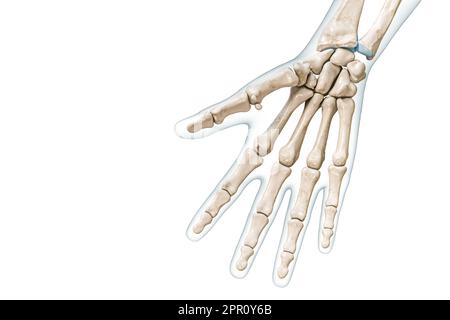 Vue palmaire des os droit et du doigt avec contours du corps 3D illustration de rendu isolée sur blanc avec espace de copie. Squelette humain ou système squelettique Banque D'Images