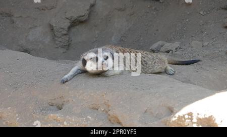 Los Angeles, Californie, États-Unis 21st avril 2023 Meerkat au zoo DE LA sur 21 avril 2023 à Los Angeles, Californie, États-Unis. Photo par Barry King/Alay stock photo Banque D'Images