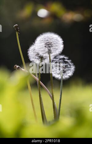 Les pissenlits sont allés à des graines floues, Taraxacum officinale, sur un fond vert luxuriant, bokeh au printemps, en été, Lancaster, Pennsylvanie Banque D'Images