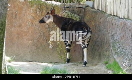 Los Angeles, Californie, États-Unis 21st avril 2023 Okapi au zoo DE LA sur 21 avril 2023 à Los Angeles, Californie, États-Unis. Photo par Barry King/Alay stock photo Banque D'Images