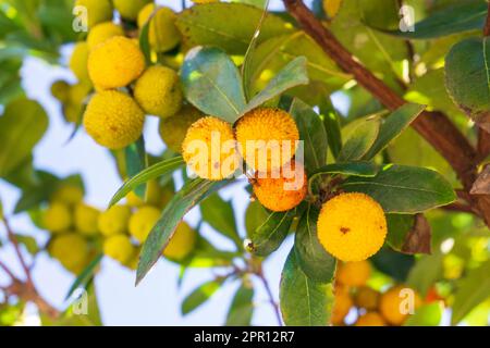 Les fruits Arbutus épineux jaunes mûrissent sur une branche dans un verger de près Banque D'Images