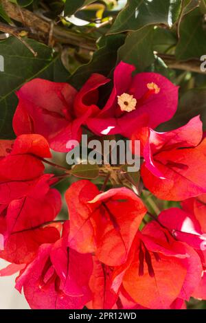 Fleurs rose vif de Bougainvillea Buttiana gros plan Banque D'Images