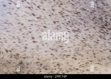 Petite fourrure légère avec de minuscules taches brunes, arrière-plan animal Banque D'Images