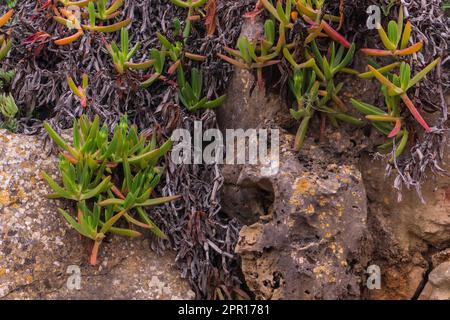 Des pousses vertes et roses de succulents sur les rochers rapprochent Banque D'Images