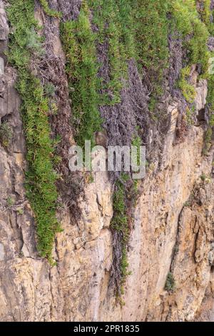 Pousses vertes et roses de succulents sur une haute falaise Banque D'Images