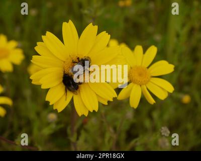 Deux abeilles récoltent du pollen d'un marigot de maïs (Glebionis segetum) sur la pelouse de l'Ouest aux Lost Gardens of Heligan - juin 2019 Banque D'Images