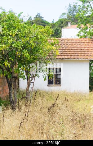 Maison abandonnée avec murs blancs et toit carrelé dans un jardin orange Banque D'Images