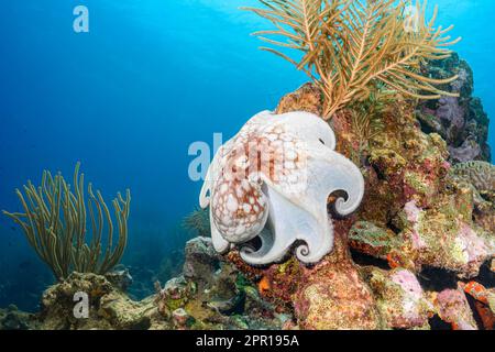 Poulpe de récif des Caraïbes, Octopus briaeus, Bonaire, Caraïbes pays-Bas, Mer des Caraïbes. Banque D'Images
