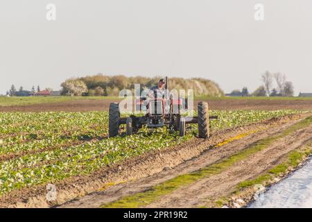 les agriculteurs travaillant dans les champs labourent le sol à l'aide d'un tracteur Banque D'Images