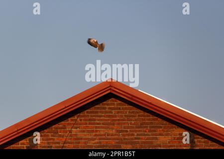 un pigeon de colombe dans une zone rurale Banque D'Images