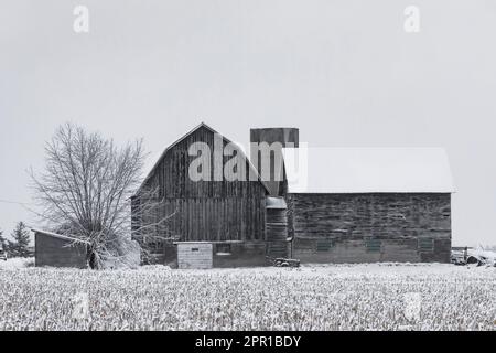 Grange classique avec toit de gambourin dans la neige dans le centre du Michigan, États-Unis [aucune autorisation de propriété; licence éditoriale seulement] Banque D'Images