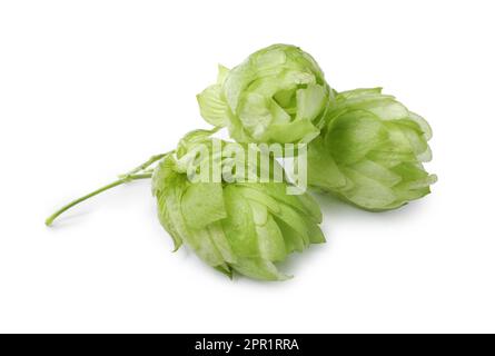 Fleurs de houblon vert frais sur fond blanc Banque D'Images