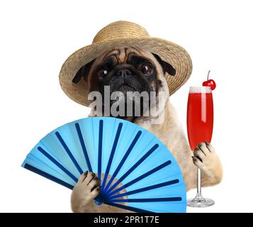 Joli chien en chapeau avec cocktail et ventilateur sur fond blanc. Fête d'été Banque D'Images